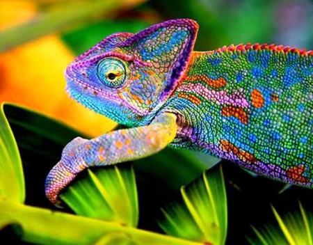 Camaleon Velado $2890 (GPS epidermico)